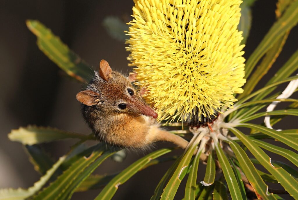 close up of honey possum
