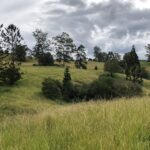 Pre-planting at Nimbin showing weeds