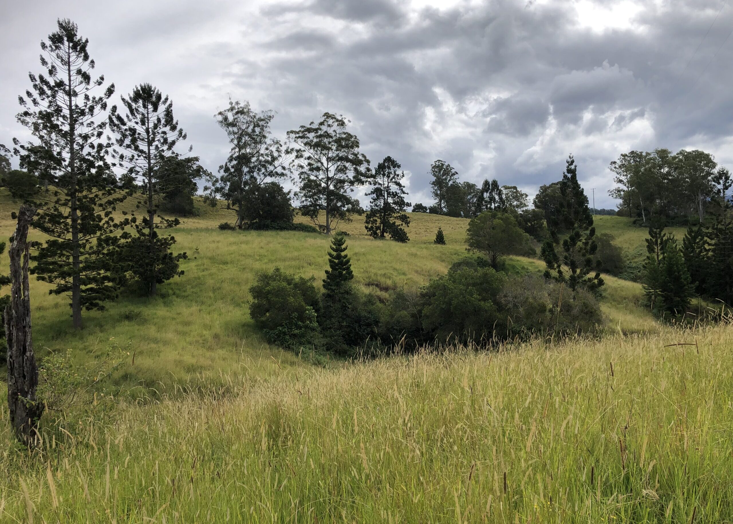 Pre-planting at Nimbin showing weeds