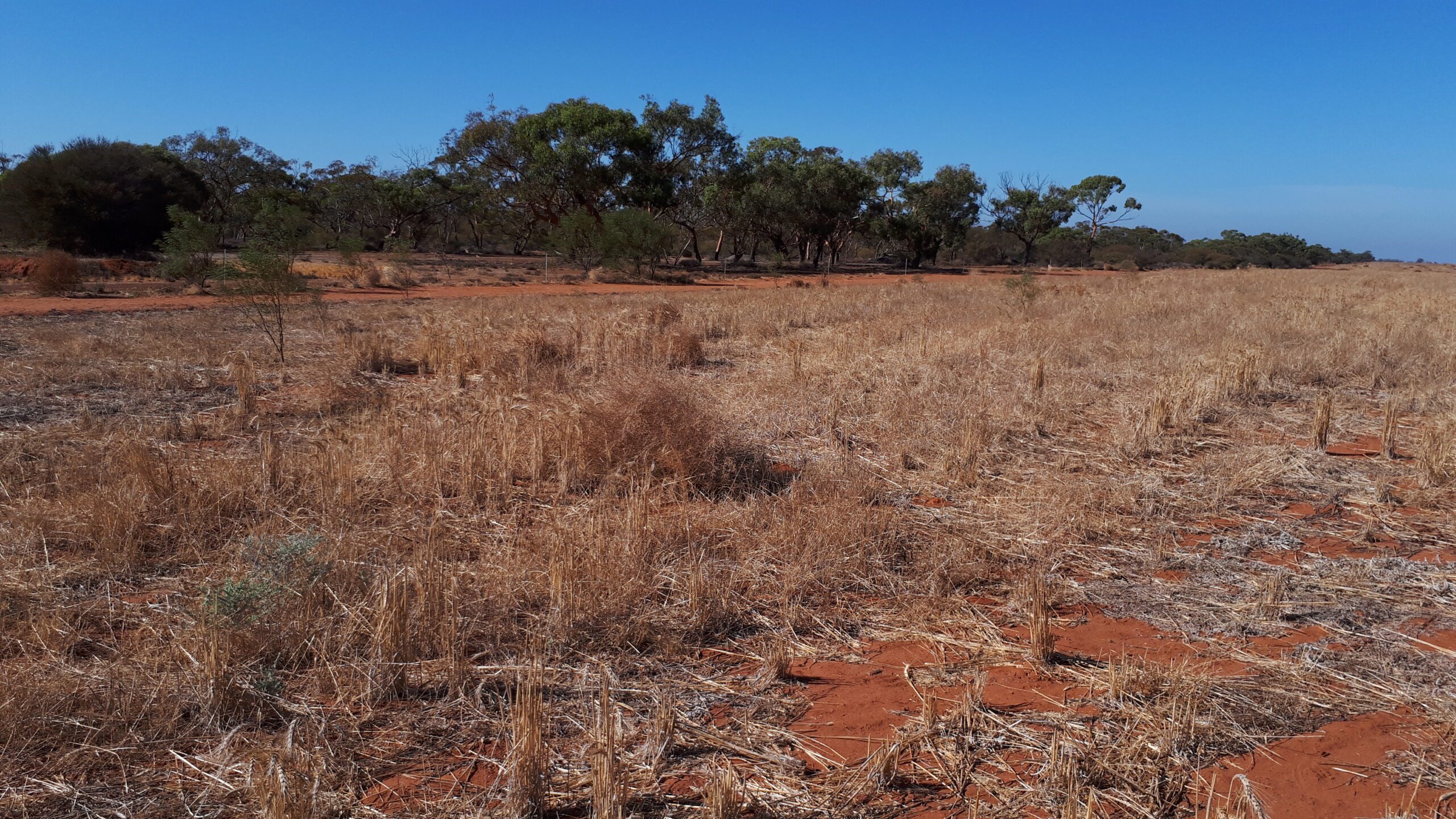 Image of a dry paddock with a fence and tree line in the distance.