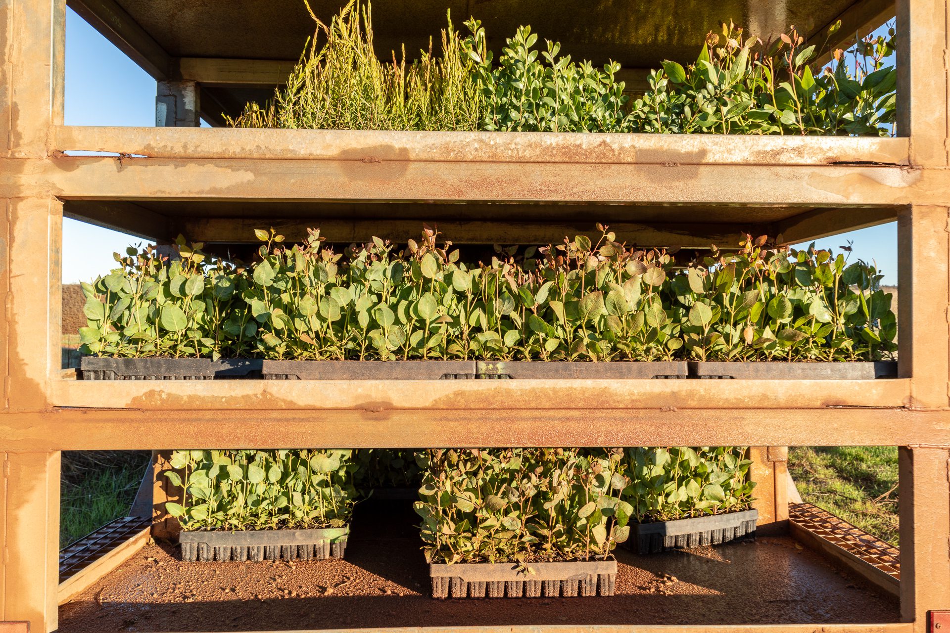 Three rows of seedlings in the back of a trailer.