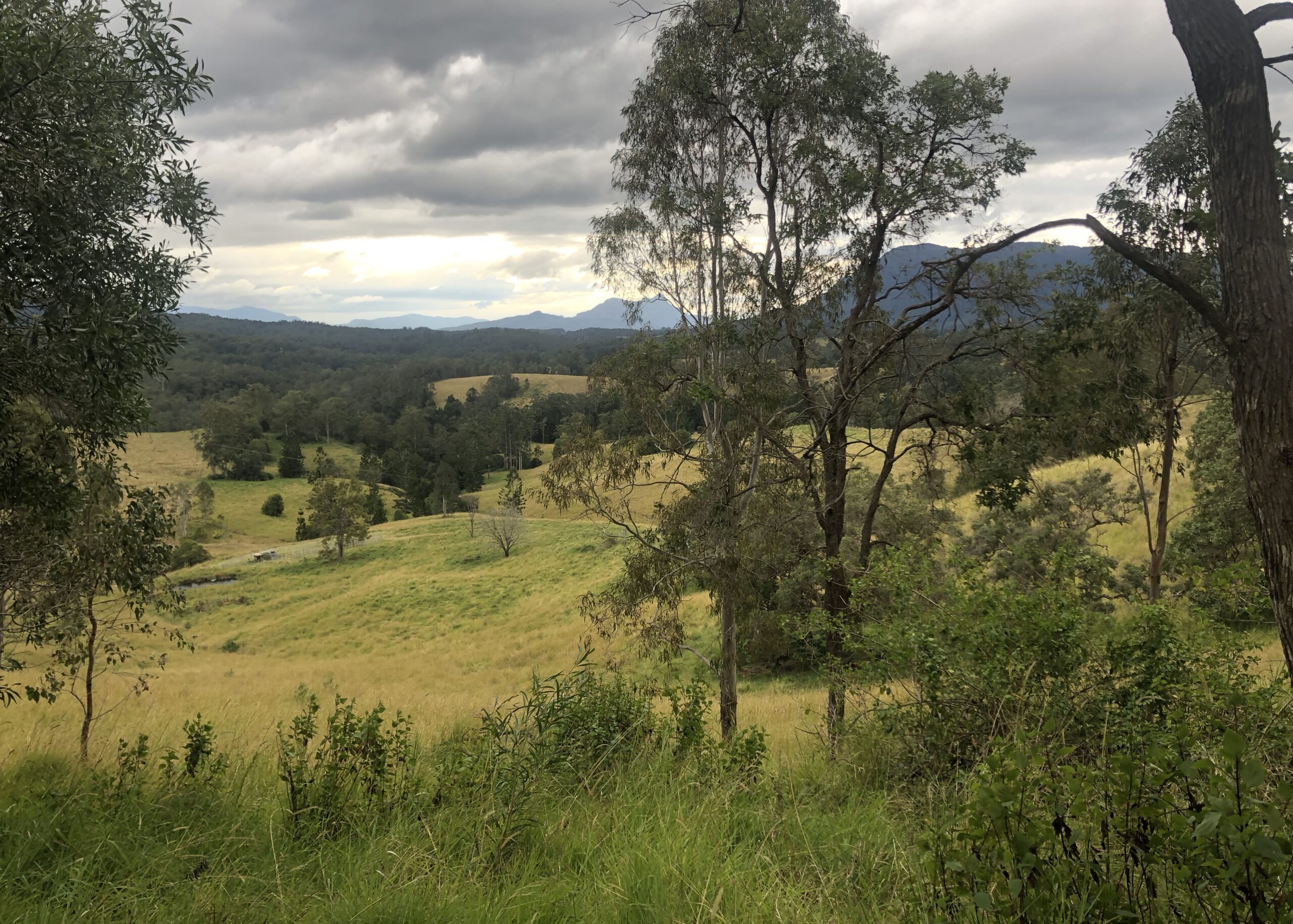 Nimbin landscape with trees