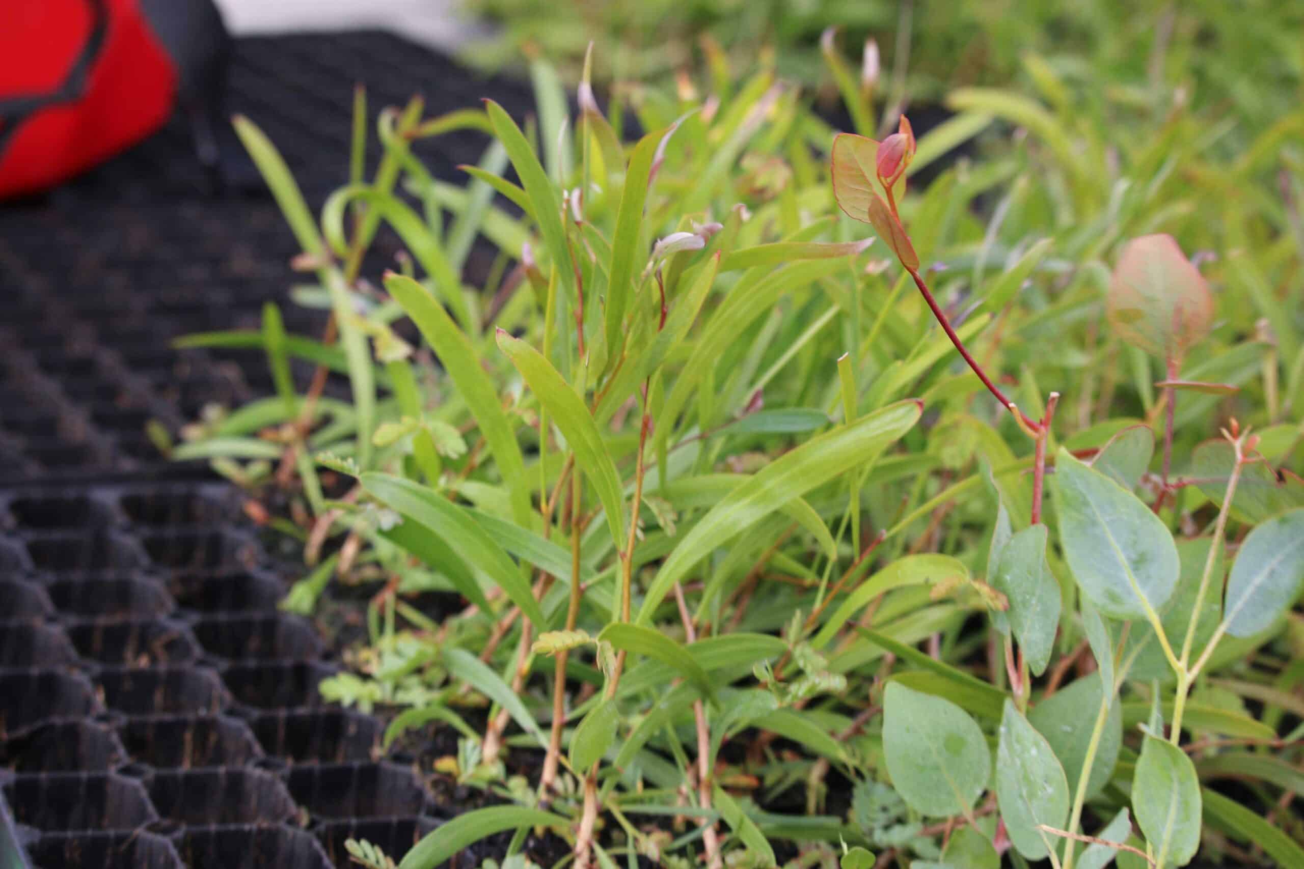 close up of seedlings in a tray