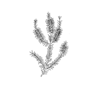 Melaleuca Illustration