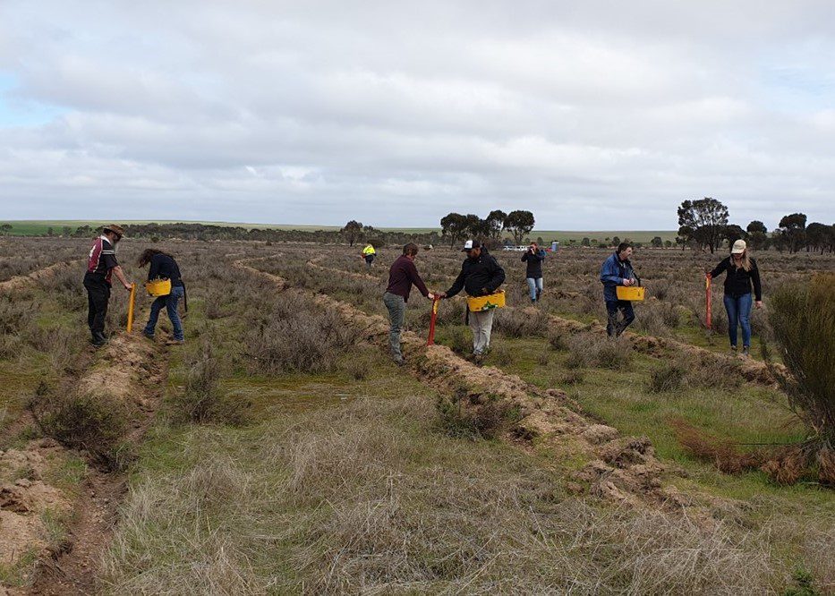 Eight people using hand-held mechanical planting devices to plant seedlings in a mounded paddock
