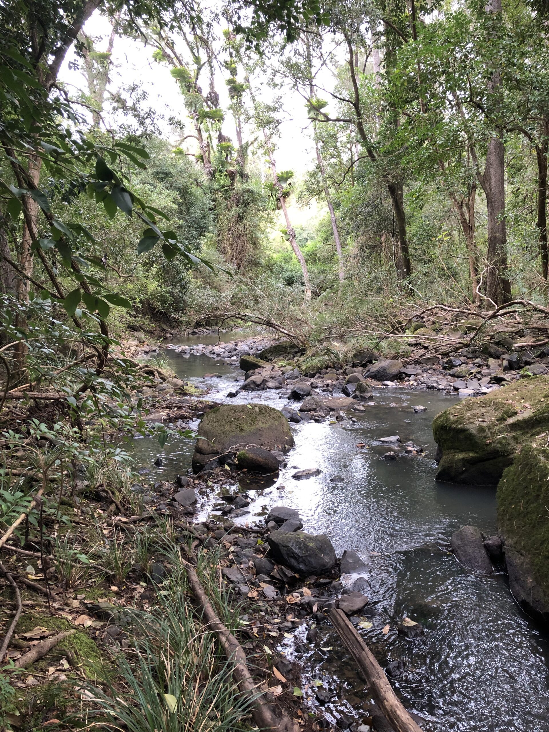 Creek bordered by tall trees