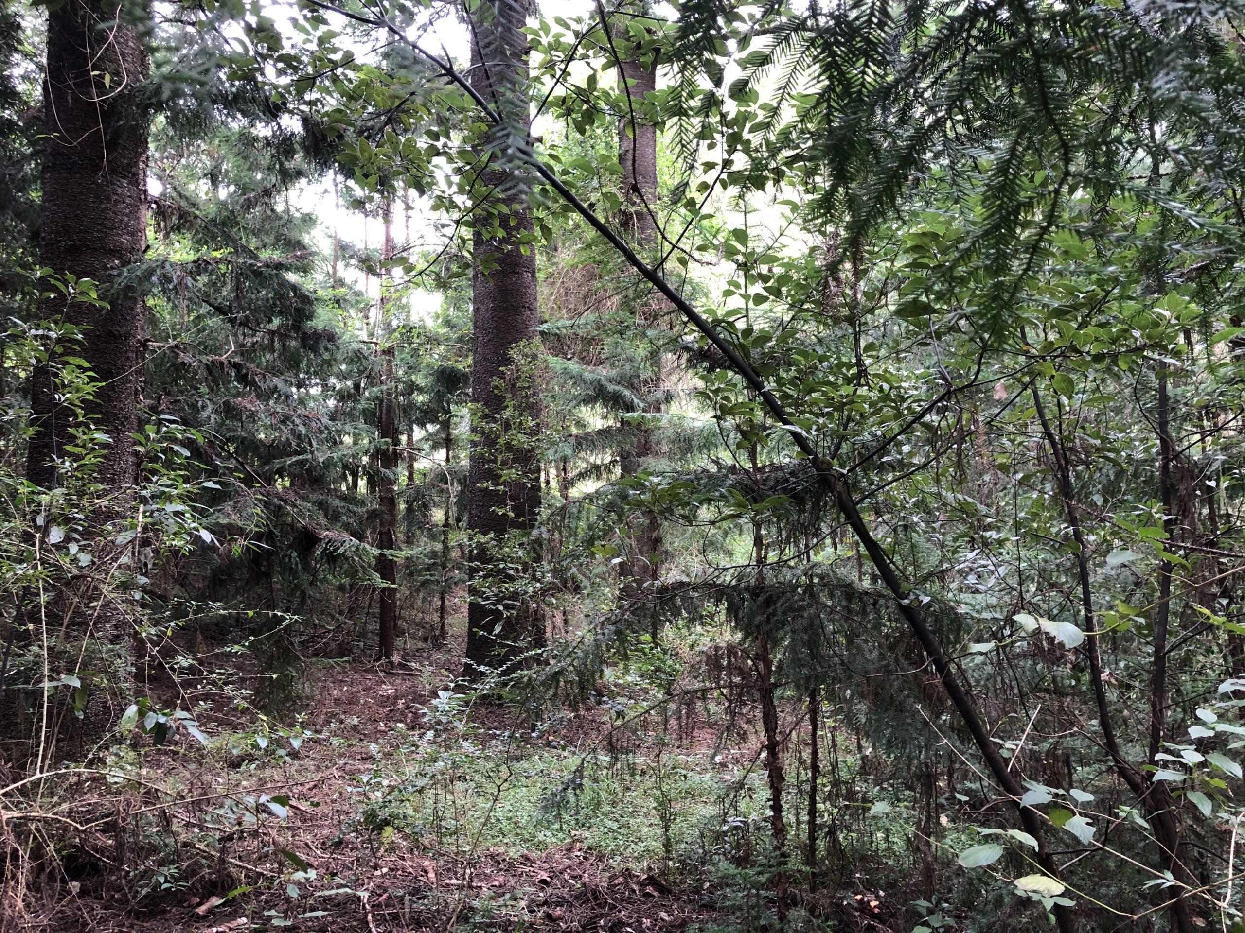 Pine forest with tree big tree trunks and green, leafy shrubs to the right