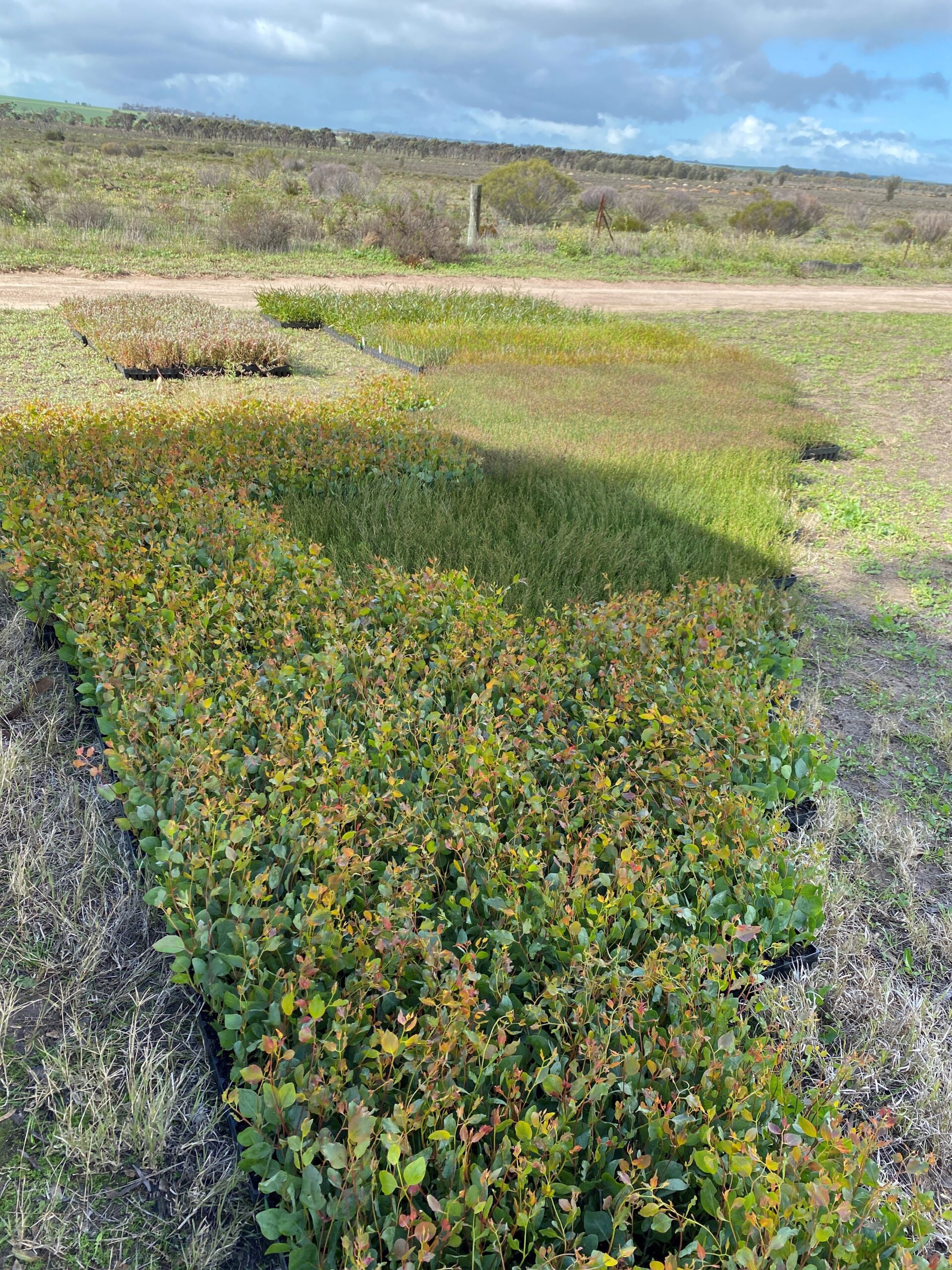 Trays of native Australian seedlings on the ground