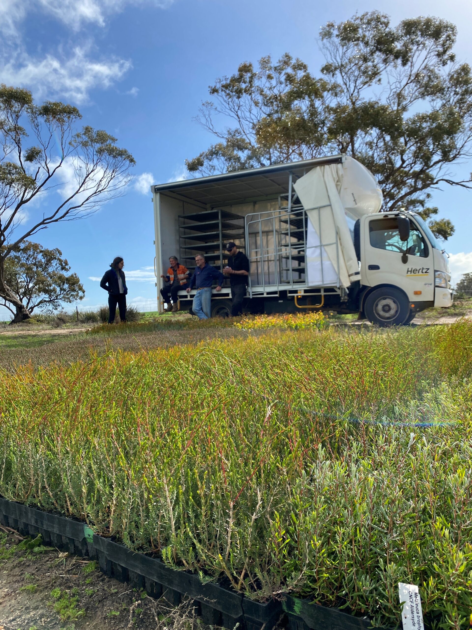 Trays of native Australian seedlings with white delivery truck and people in the background
