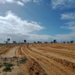 Bare yellow soil with ripped lines and sparse tree line in the distance