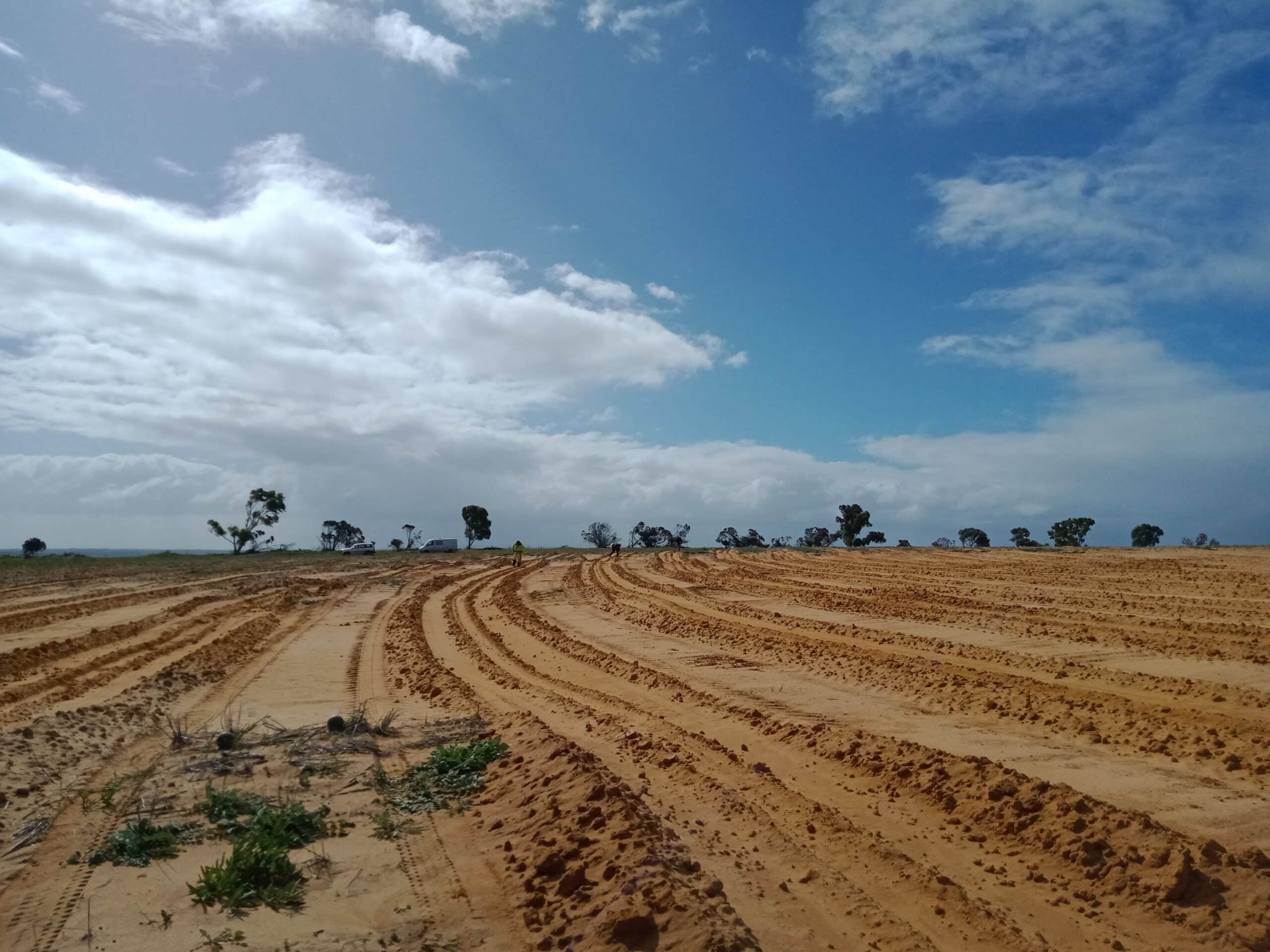 Bare yellow soil with ripped lines and sparse tree line in the distance
