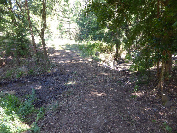 Dirt track leading through trees