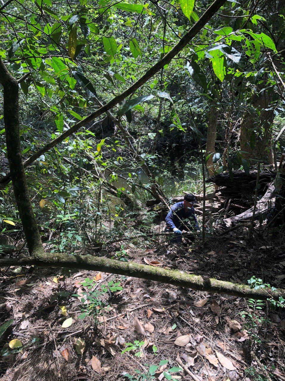 Man in blue shirt and hat kneeling next to a large tree removing surrounding weeds
