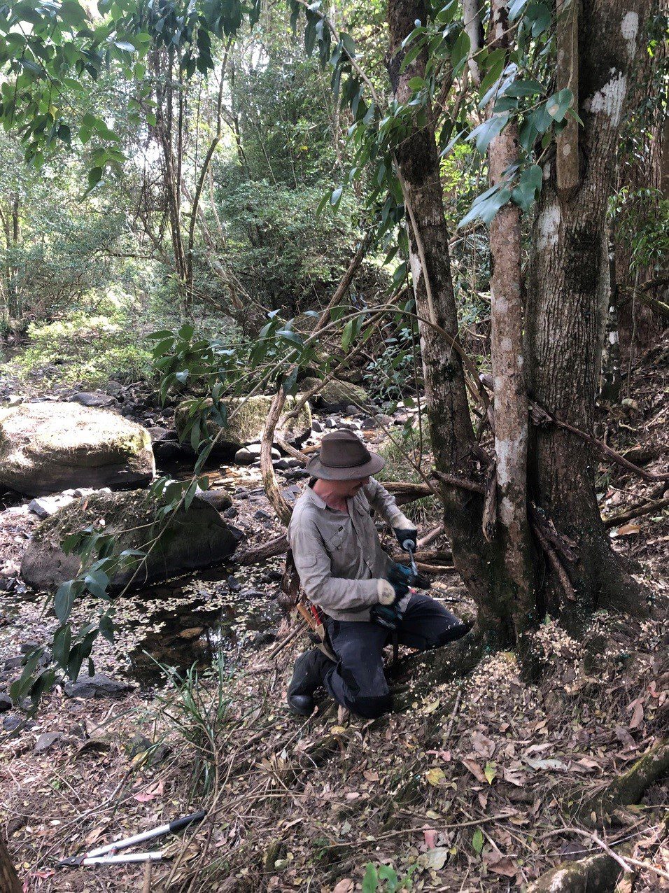 Man in khaki shirt and hat kneeling next to a large tree removing surrounding weeds