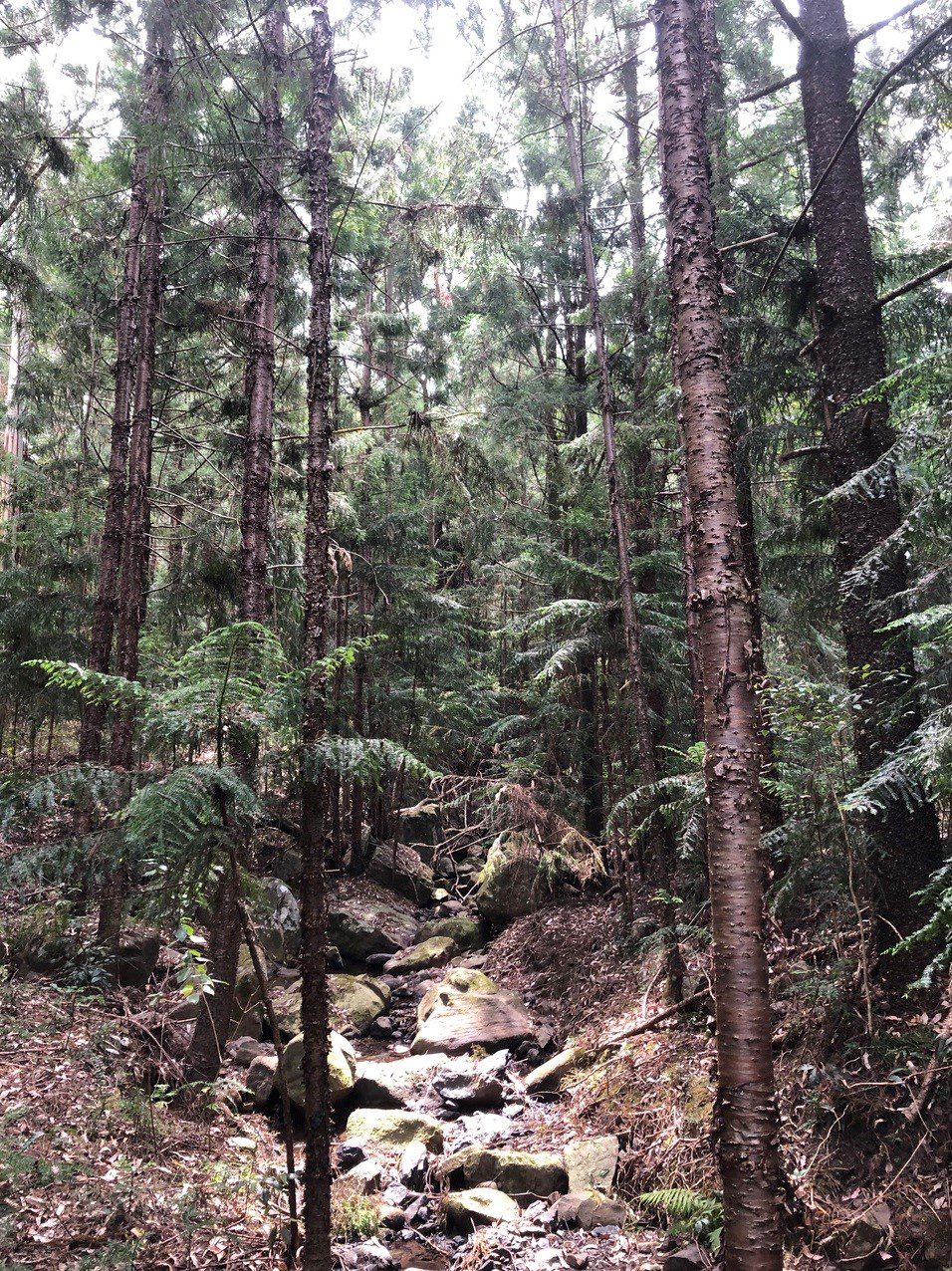 Part of the 6ha area allocated to bush regeneration.