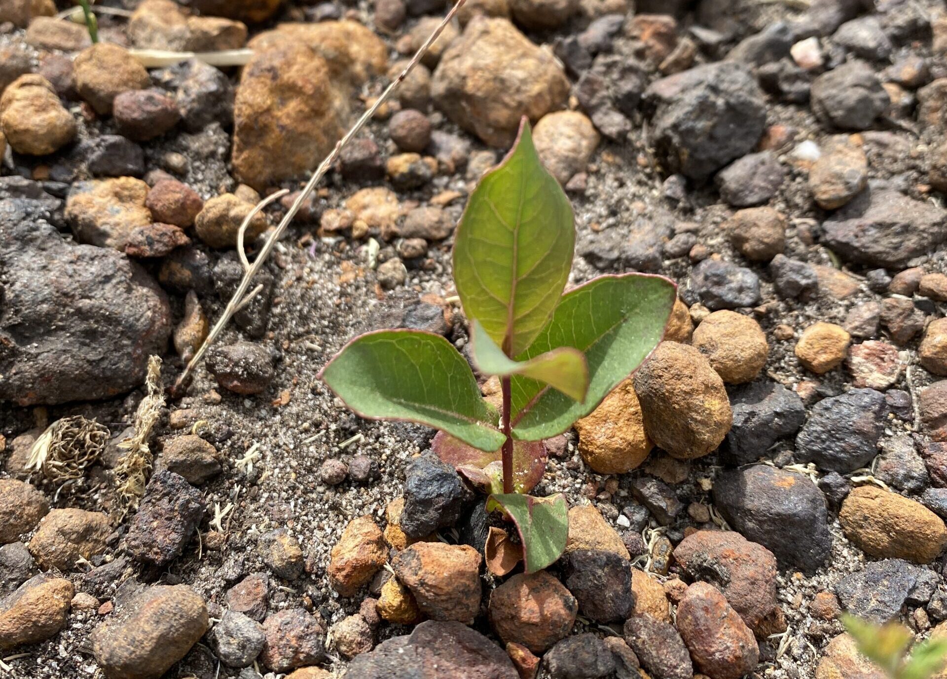 Small germinated seed with three leaves present at the Tootanellup planting site