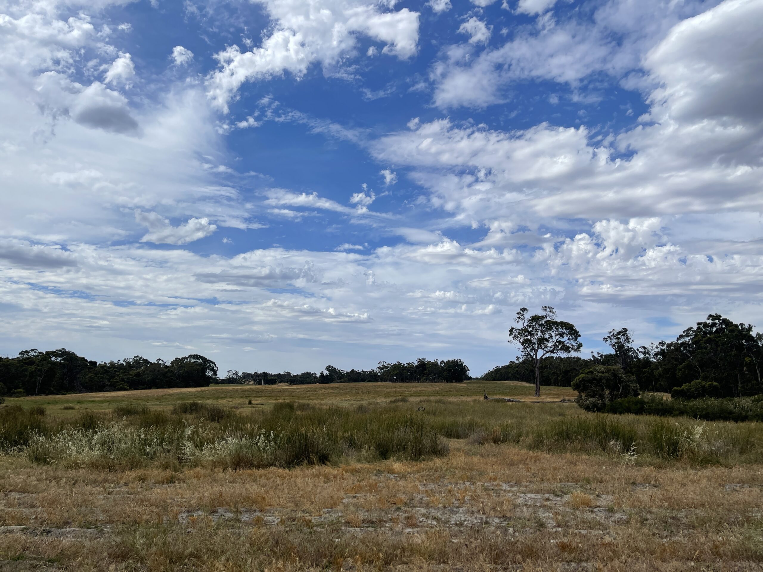 View of the Tootanellup site a few months post planting with remnant vegetation present
