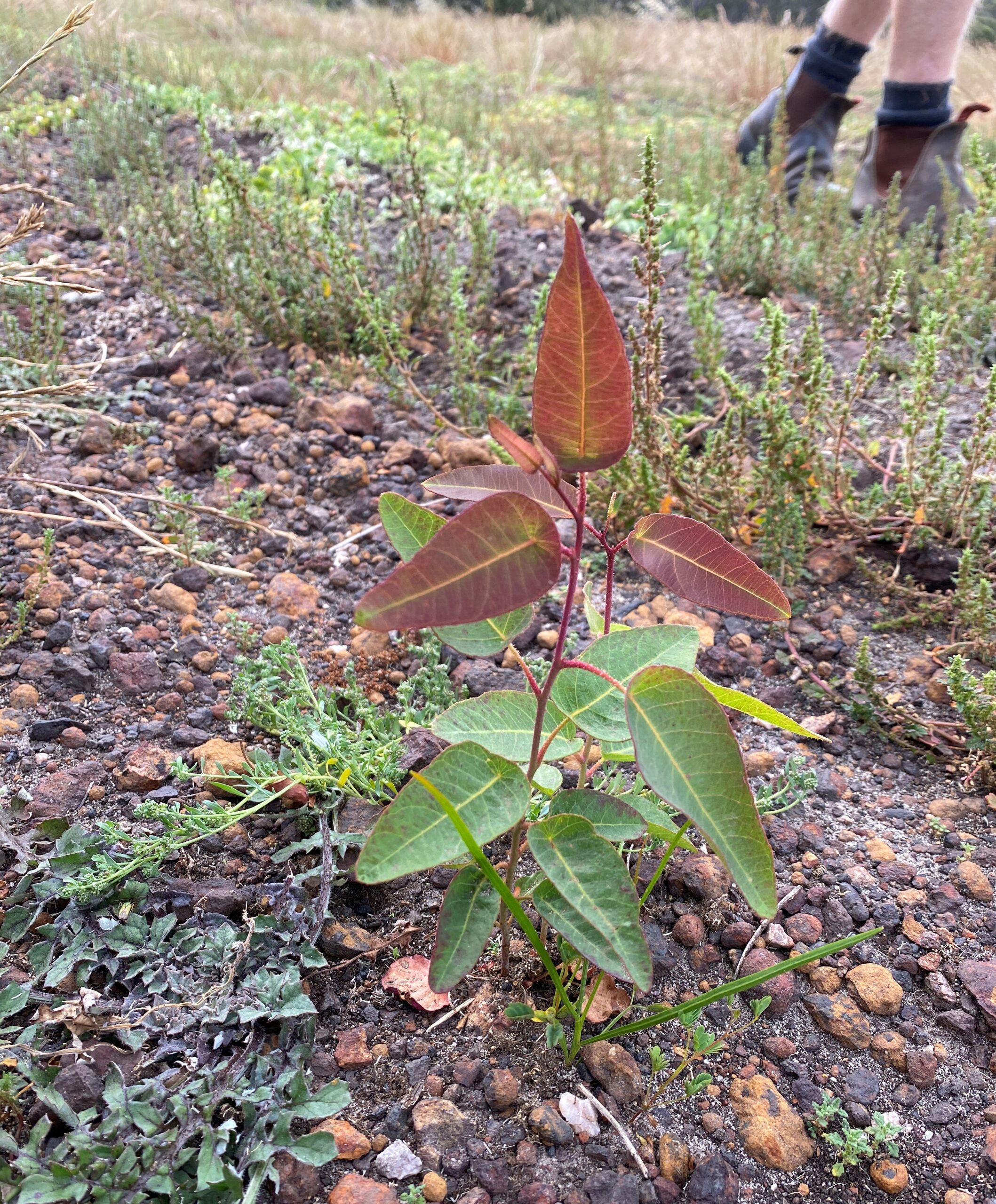 Native Australian seedling in a paddock with a person's booted feet in the background