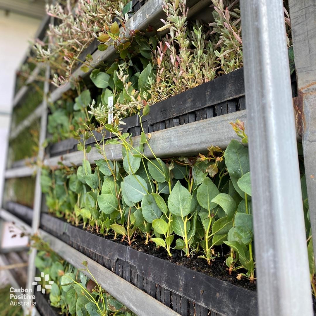 close up of seedling trays in a truck