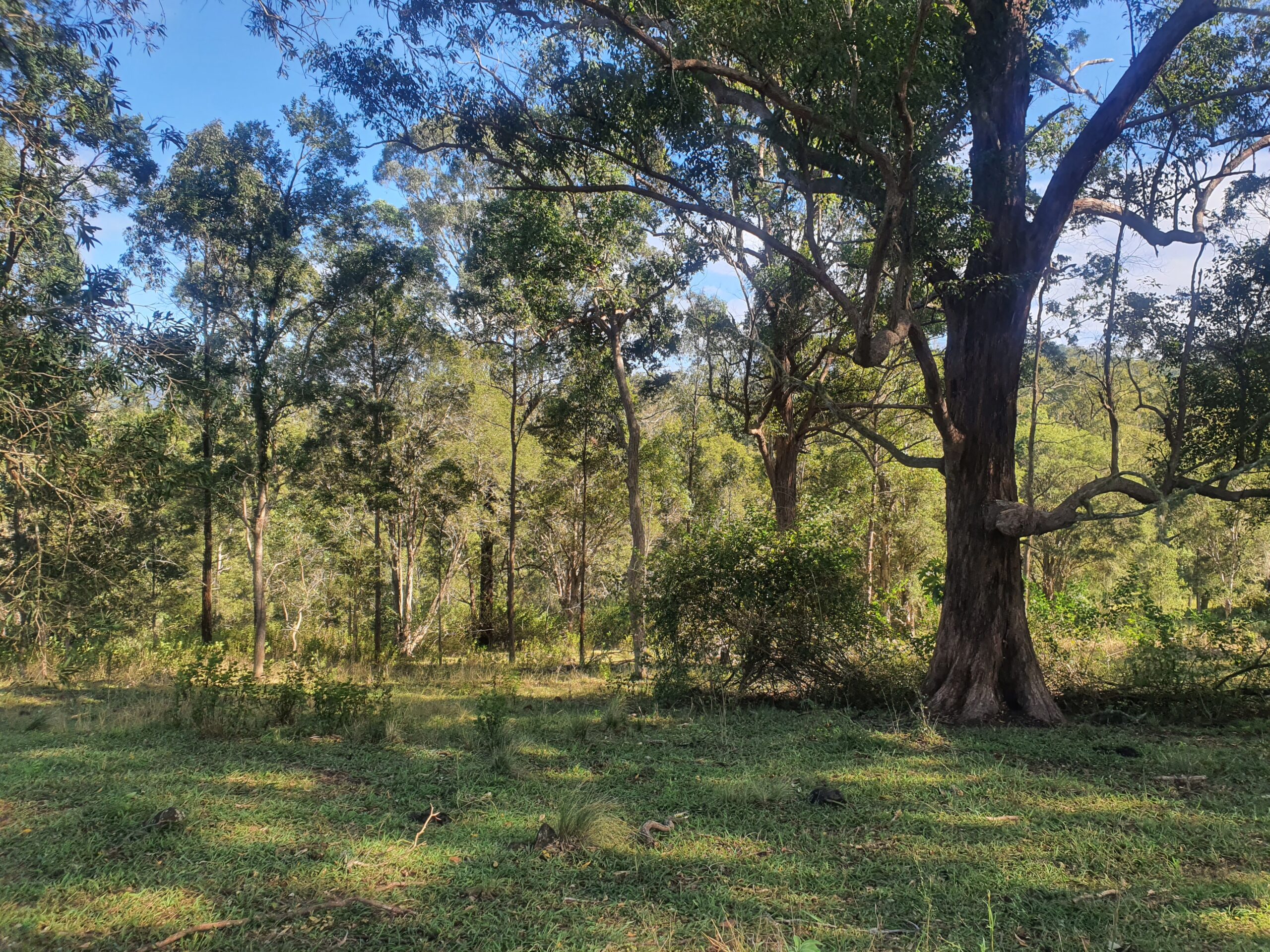 Landscape with grass in foreground and trees in the background