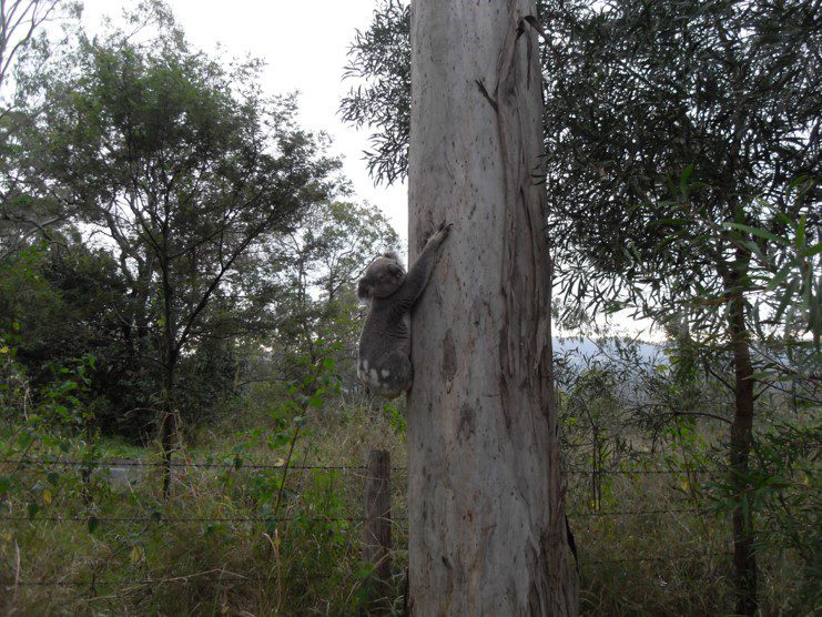 A koala halfway up a tall Eucalyptus tree