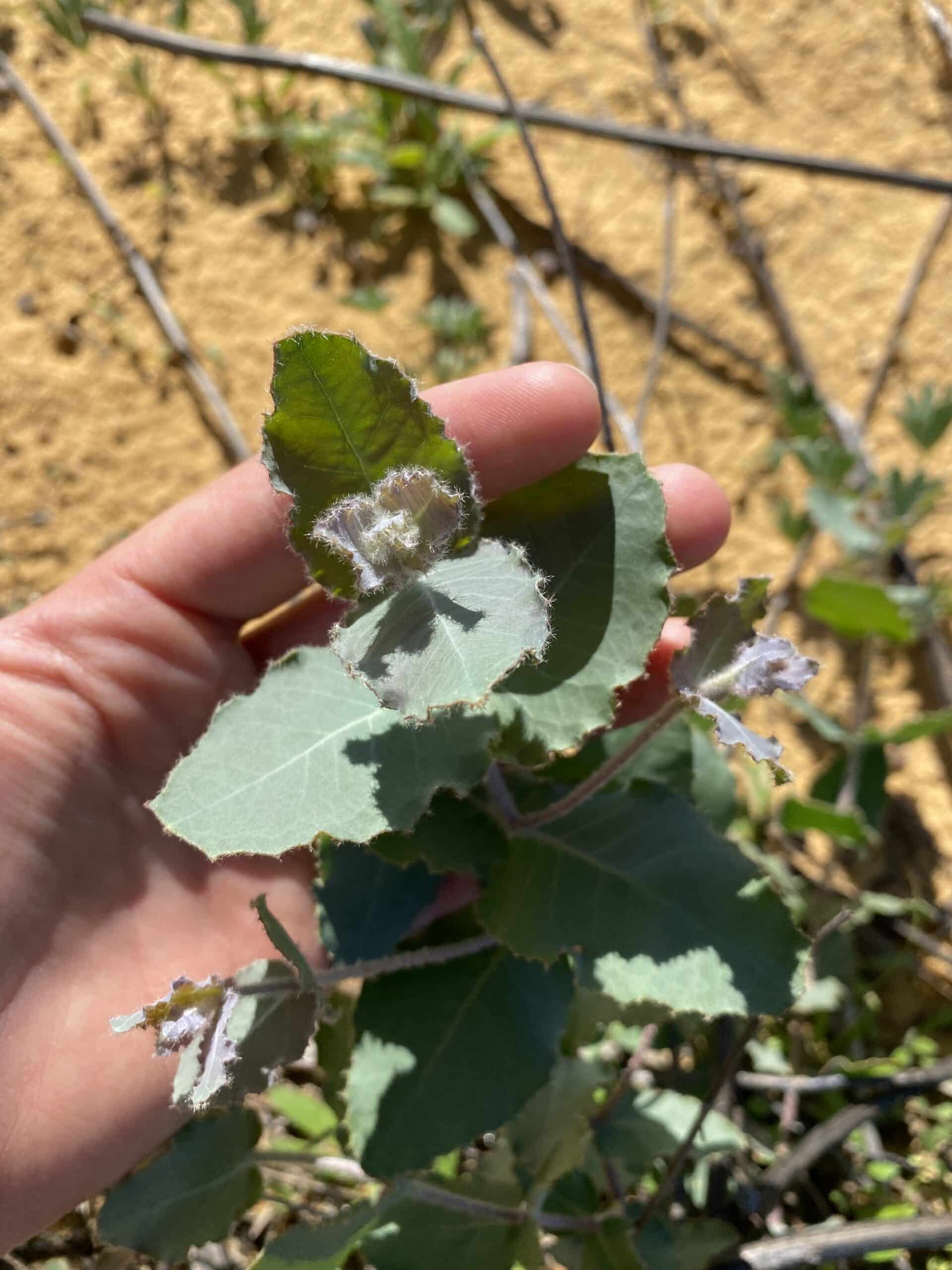 Close up photo of leaves with fuzzy edges