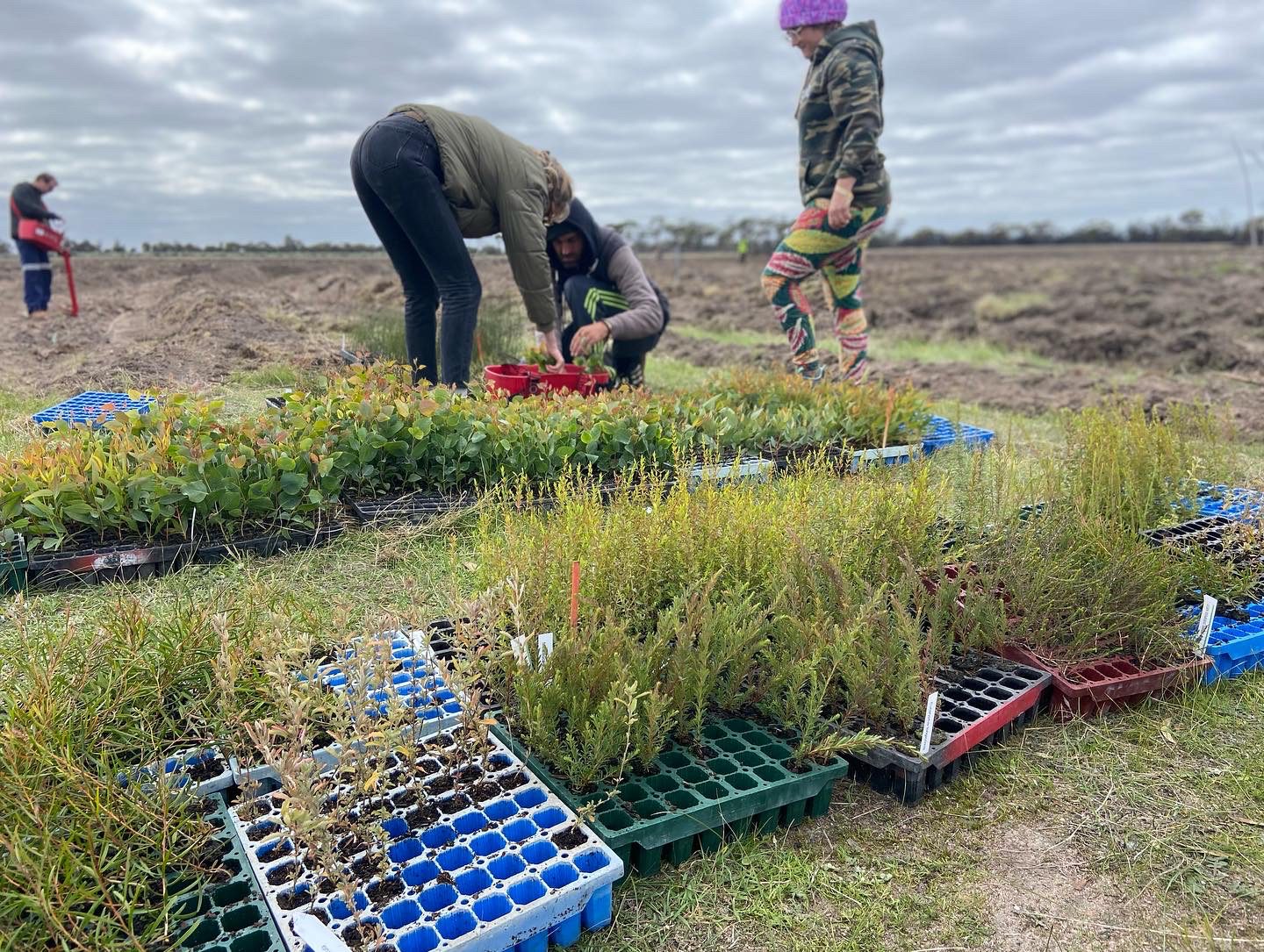 Seedling trays sitting on a paddock in front of four people