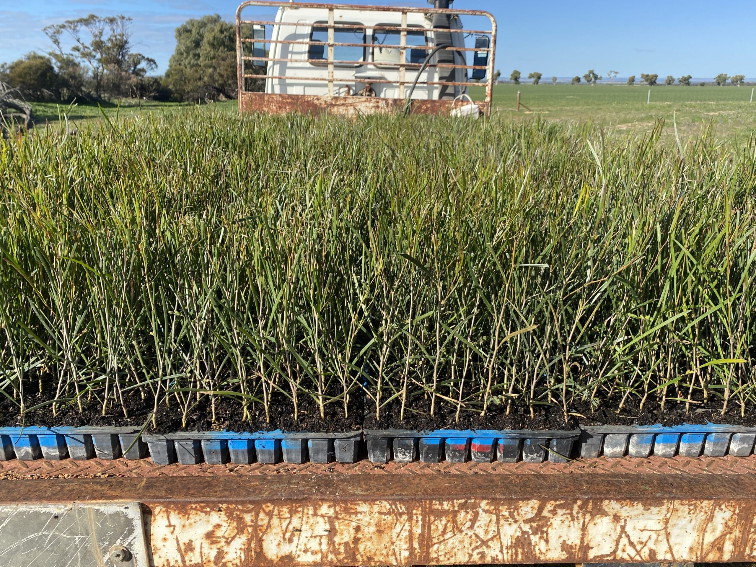 Trays of seedlings on the back of a white truck