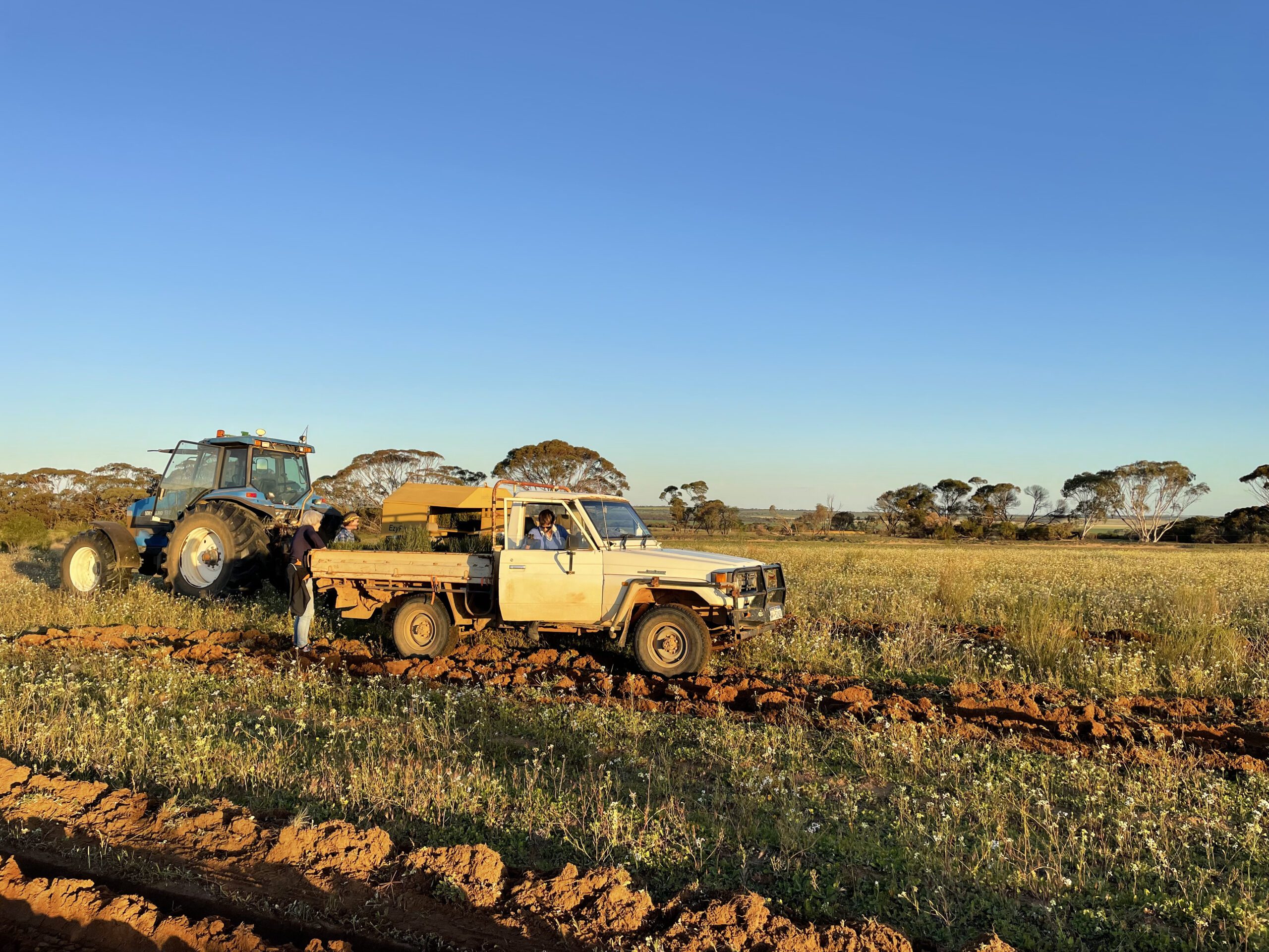 White ute and tractor on paddock