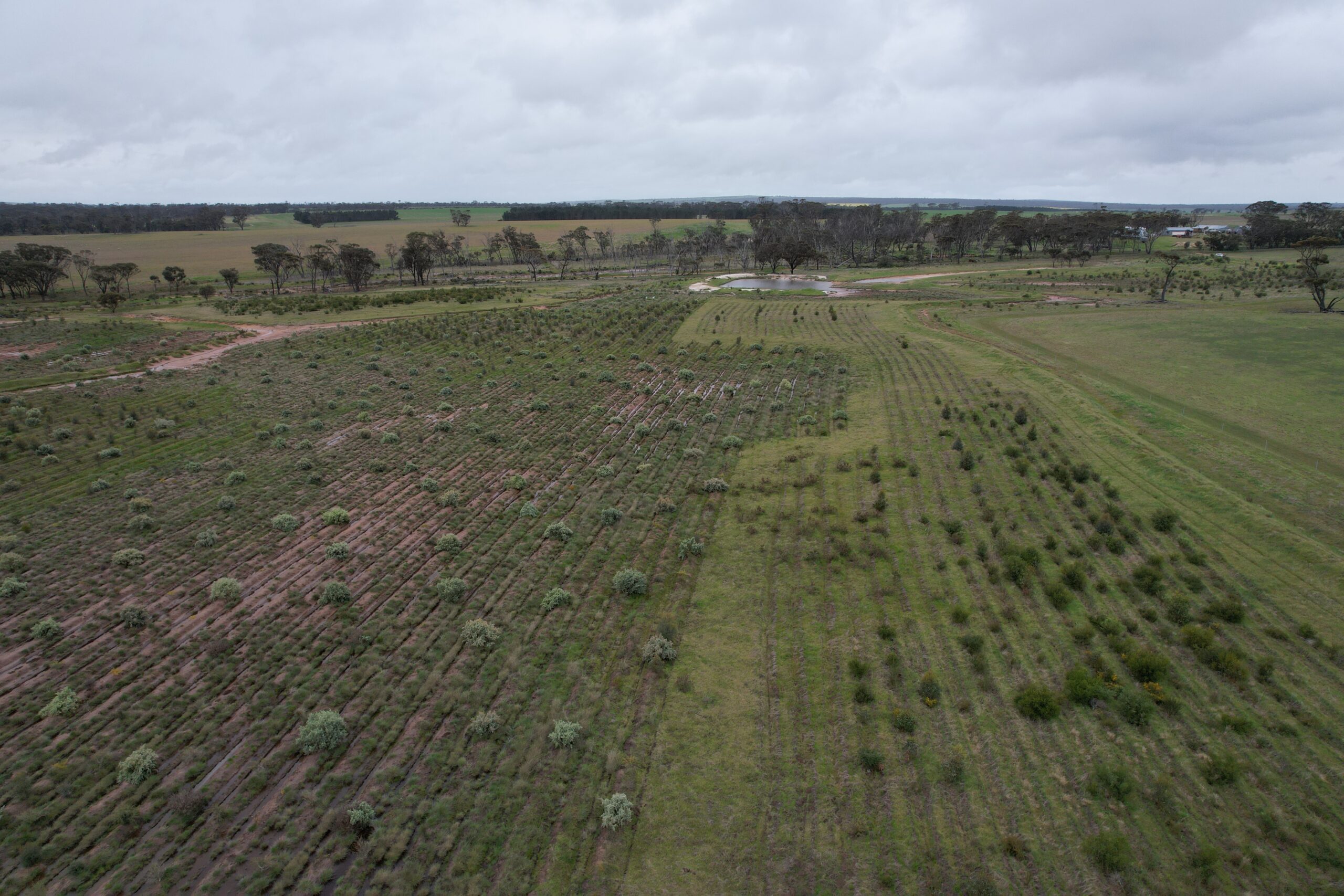 Drone photo of very green planting site