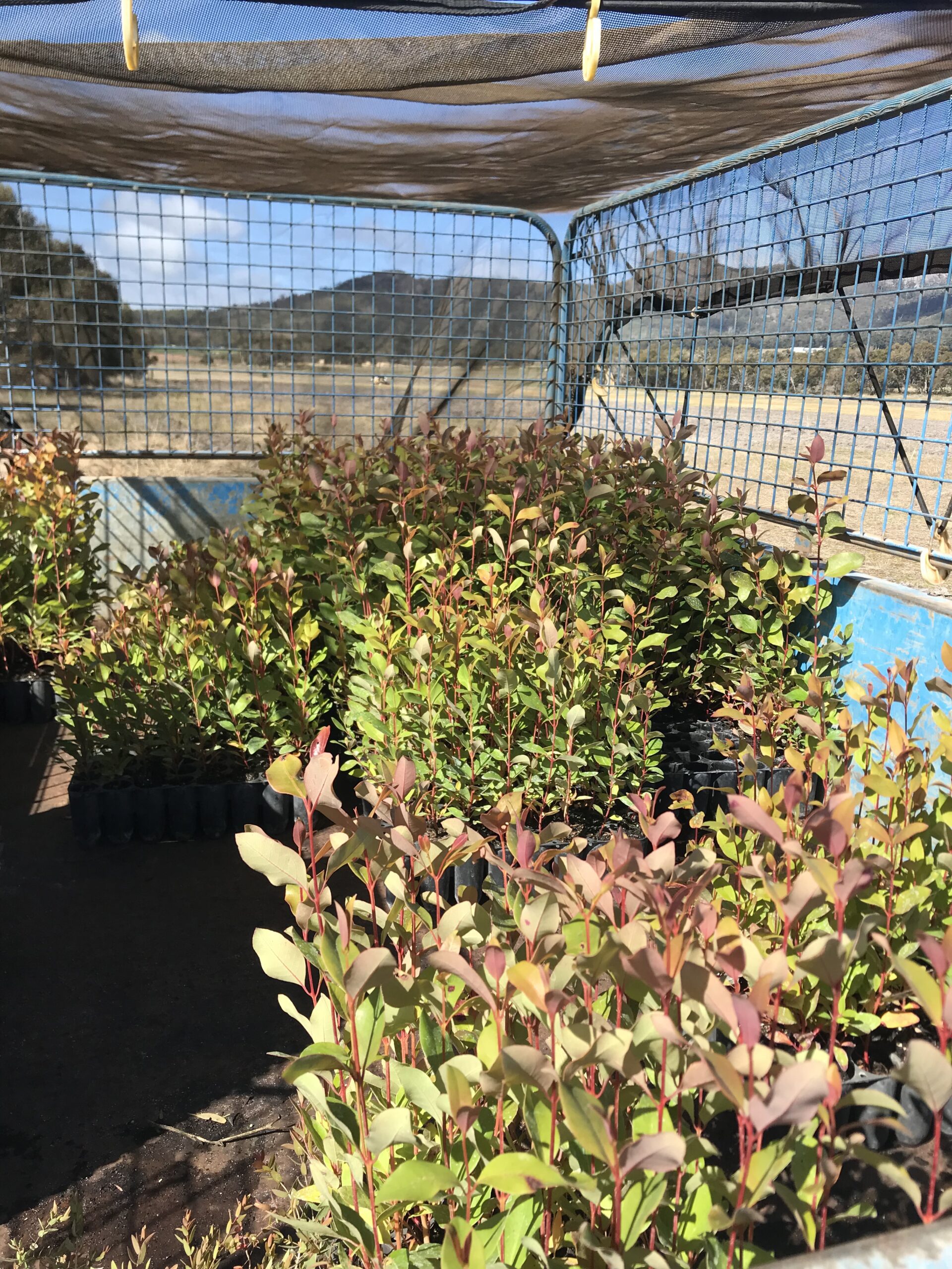 Trailer full of seedling trays