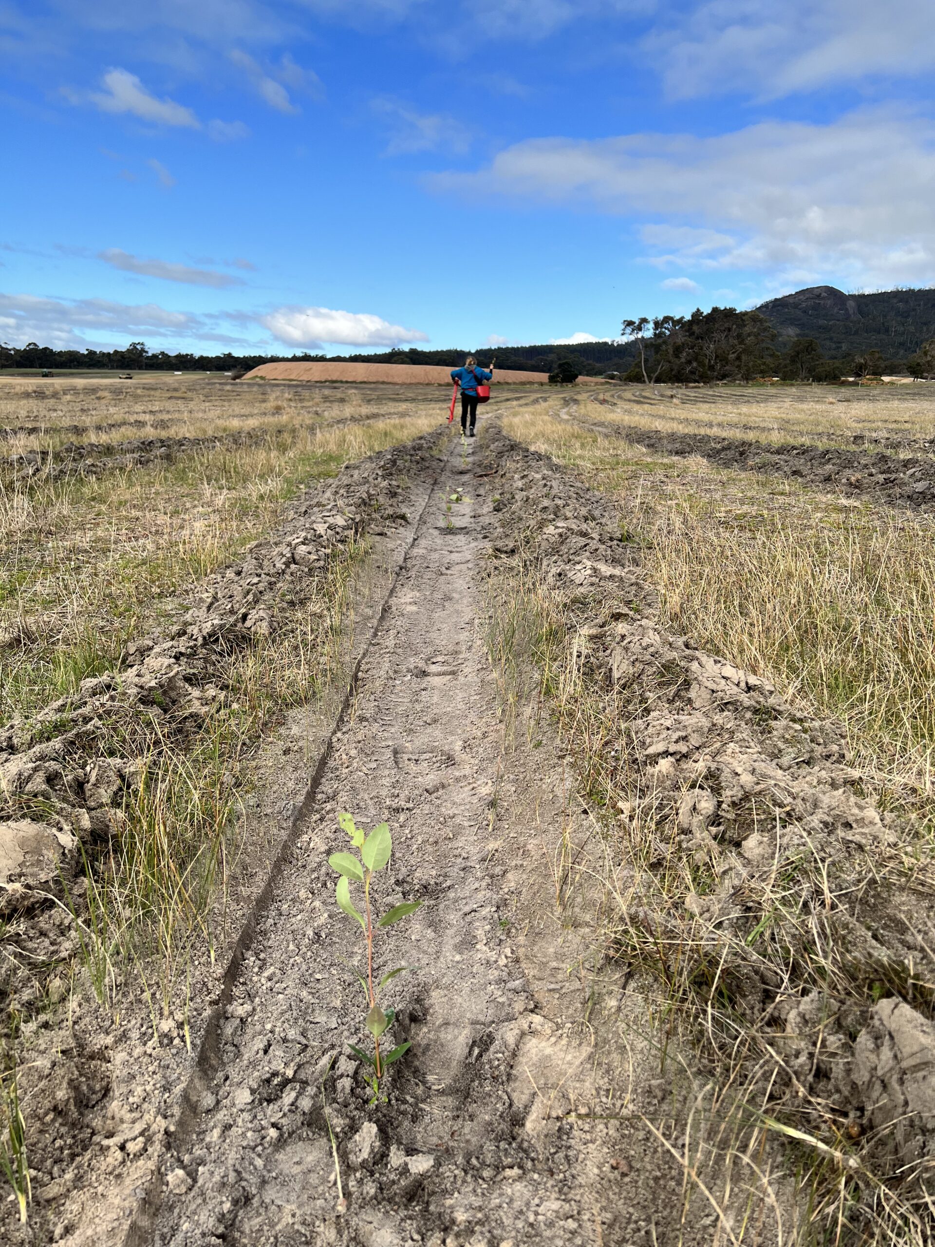 Seedling planted in a row with a person walking away in the background