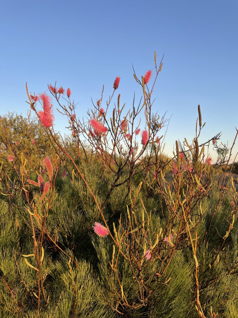 2206_Grevillea petrophiloides (1)
