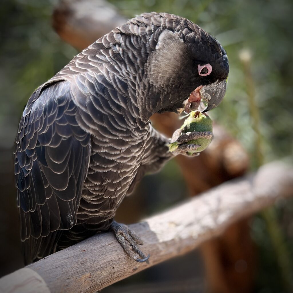 Endangered Carnaby's black cockatoo at Kaarakin Conservation Centre Carnaby's black cockatoo eats a marri nut at Kaarakin Conservation Centre