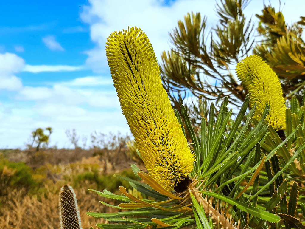 Candlestick-Banksia-Terry-Dunham