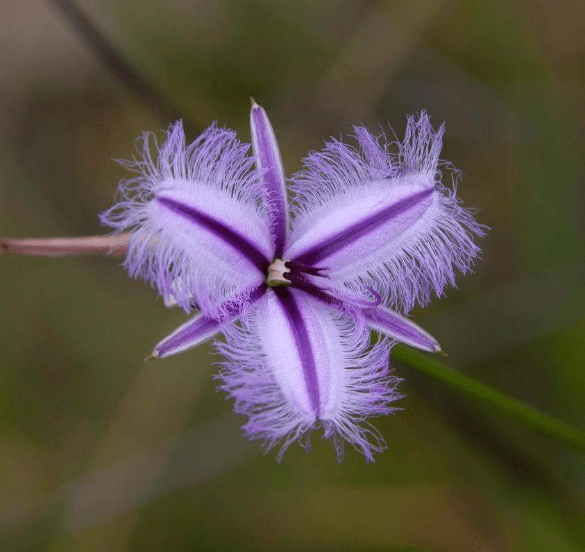 Fringe Lily Western Australia Fringe Lily Western Australia