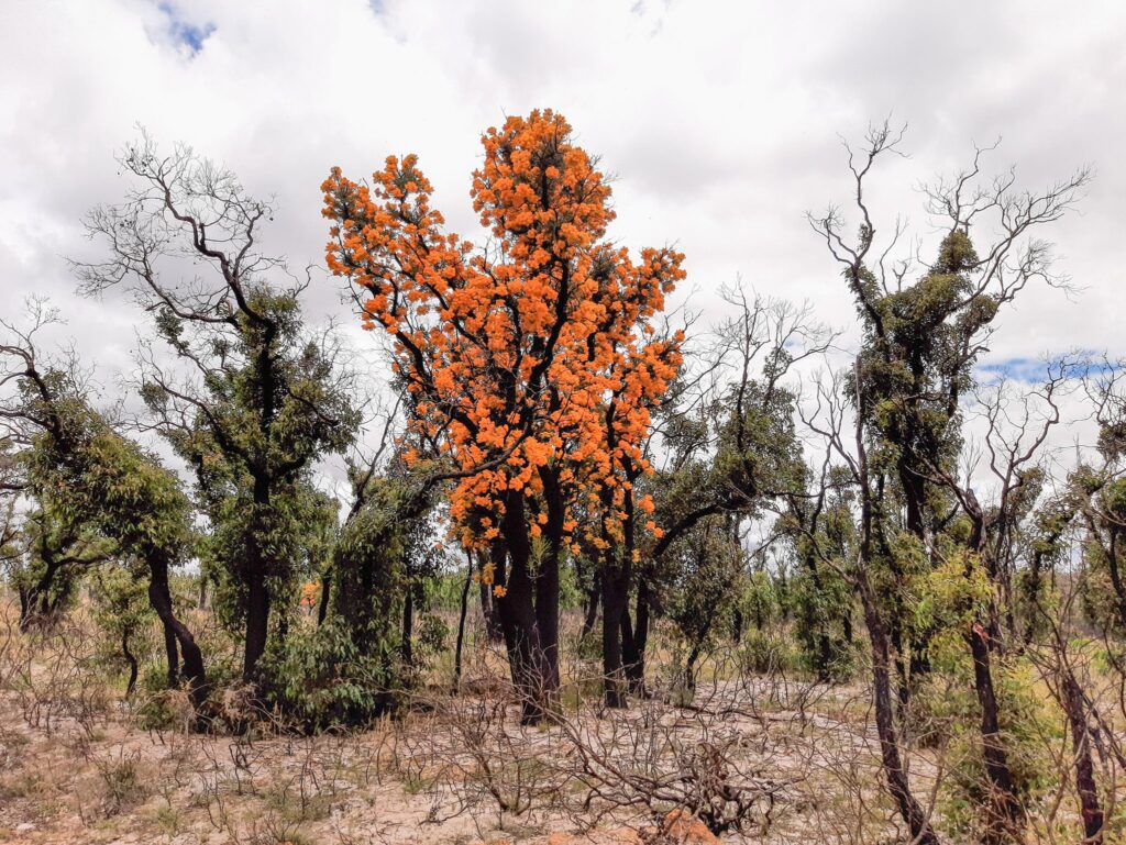 Western Australian Christmas Tree - Nuytsia floribunda - Terry Dunham Western Australian Christmas Tree - Nuytsia floribunda