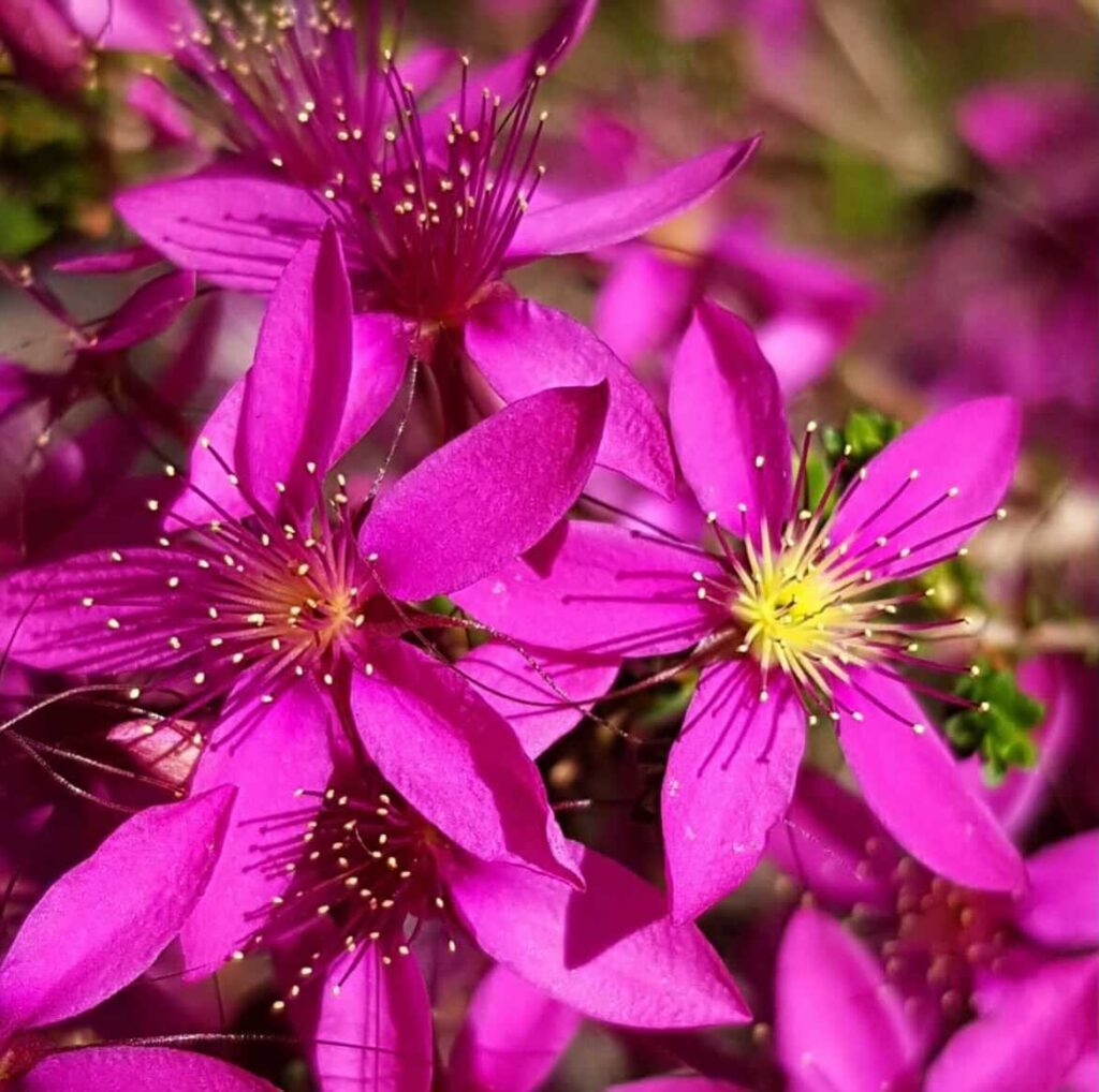 Pink-Summer-Calytrix