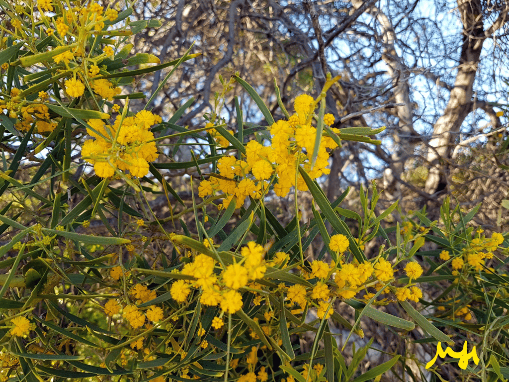 Summer-Scented Wattle Summer-Scented Wattle