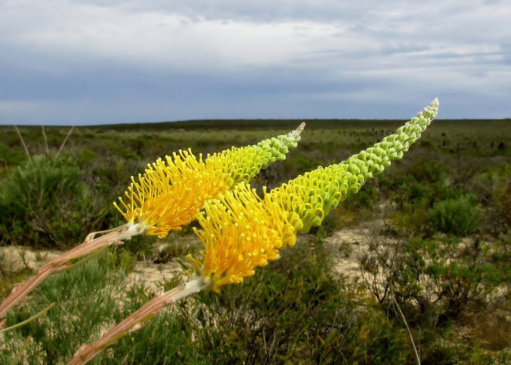 Yellow Flame Grevillea Yellow Flame Grevillea