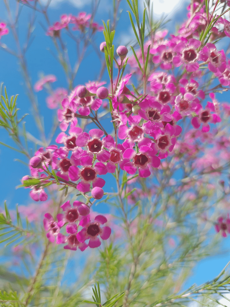 geraldton-wax-sophie-xiang Geraldton Wax