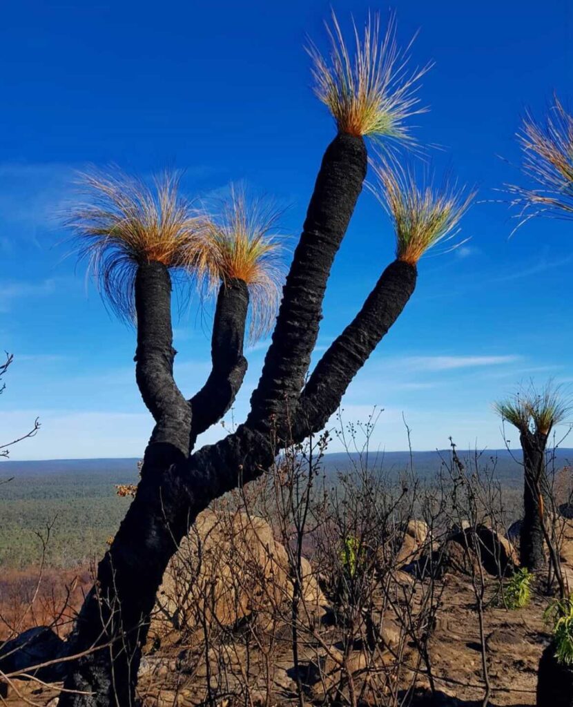 grasstree