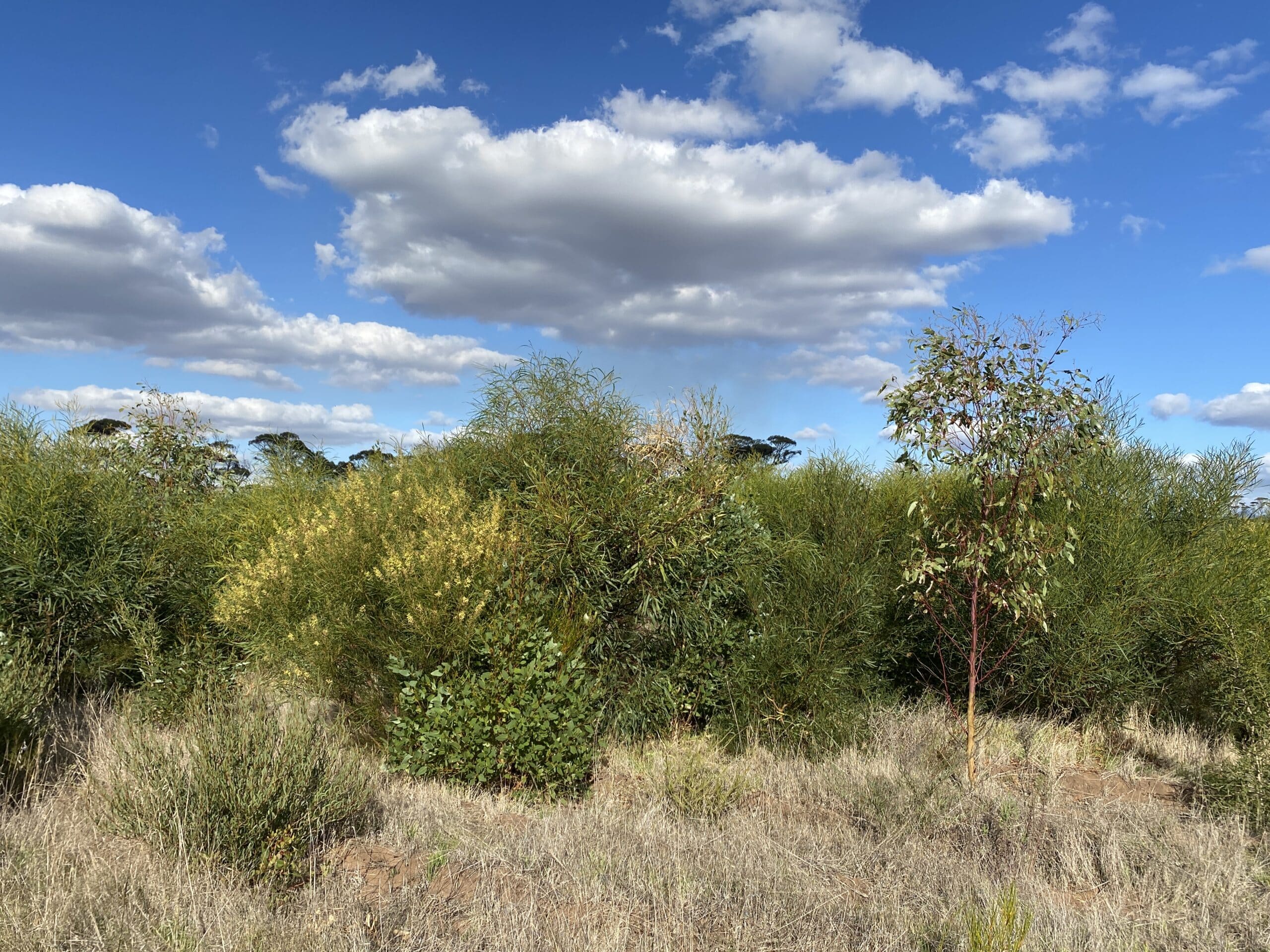 Australian native trees in planting rows