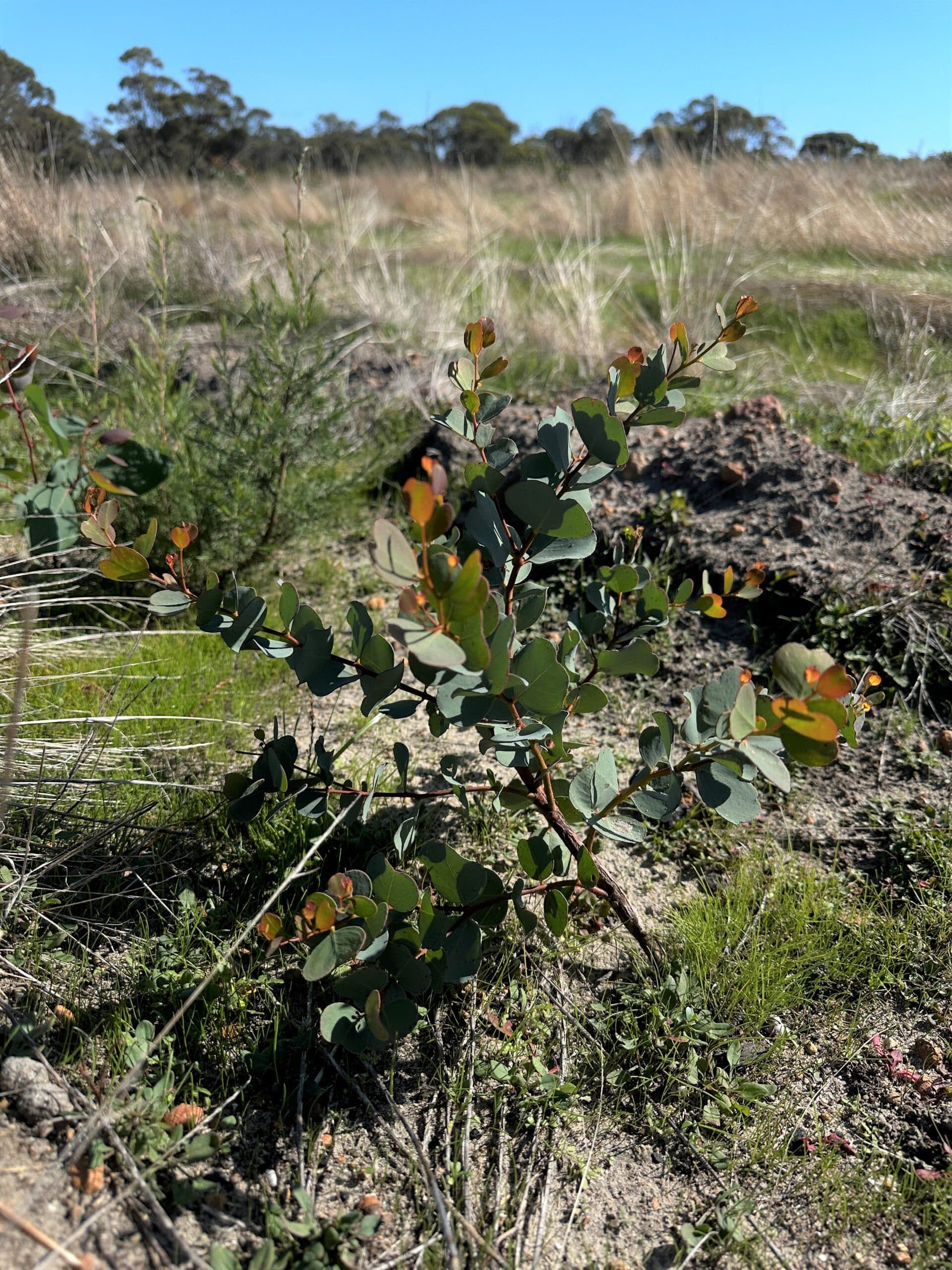 Close up of Eucalyptus seedling