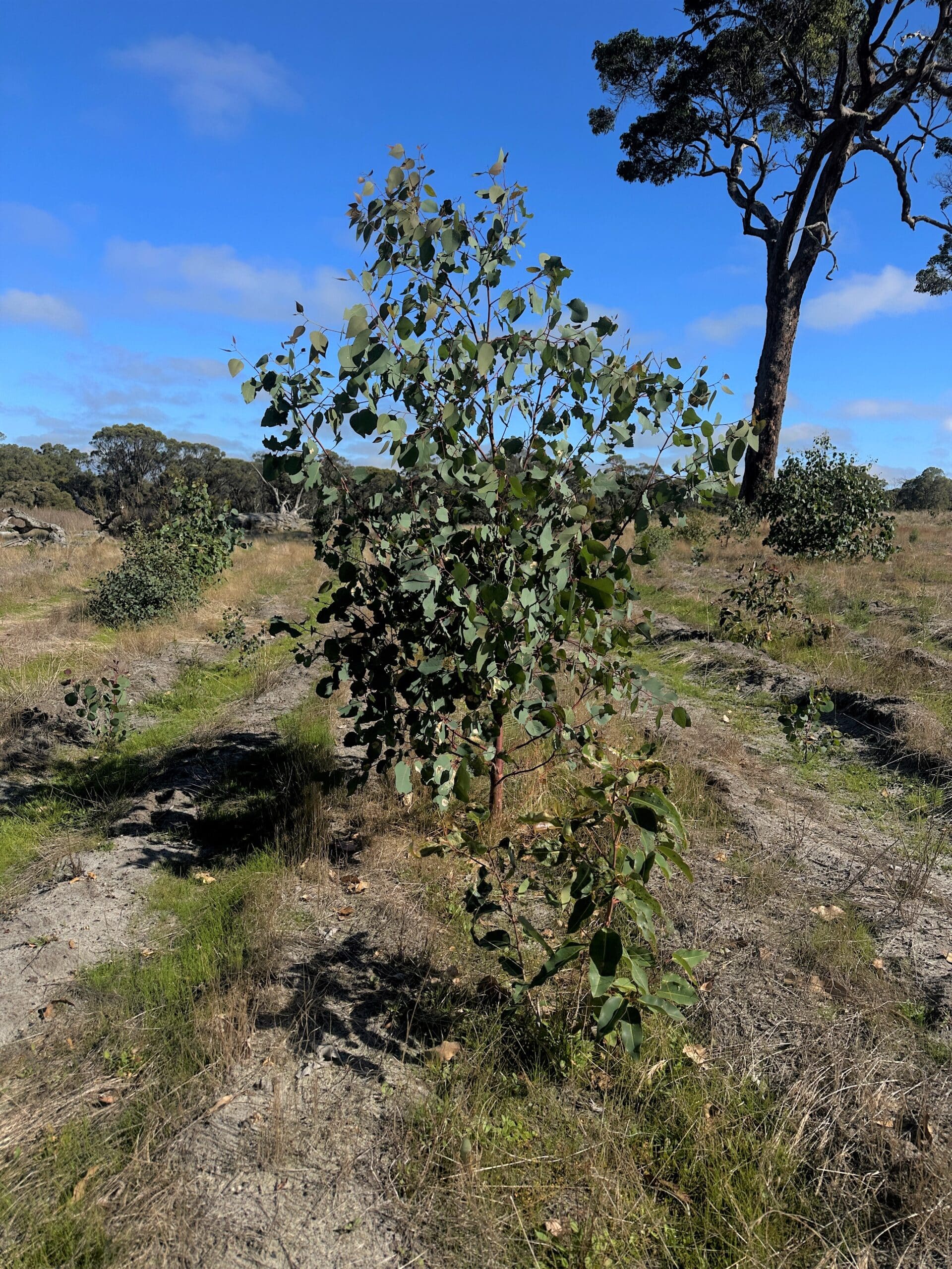 Large and small tree in planting row