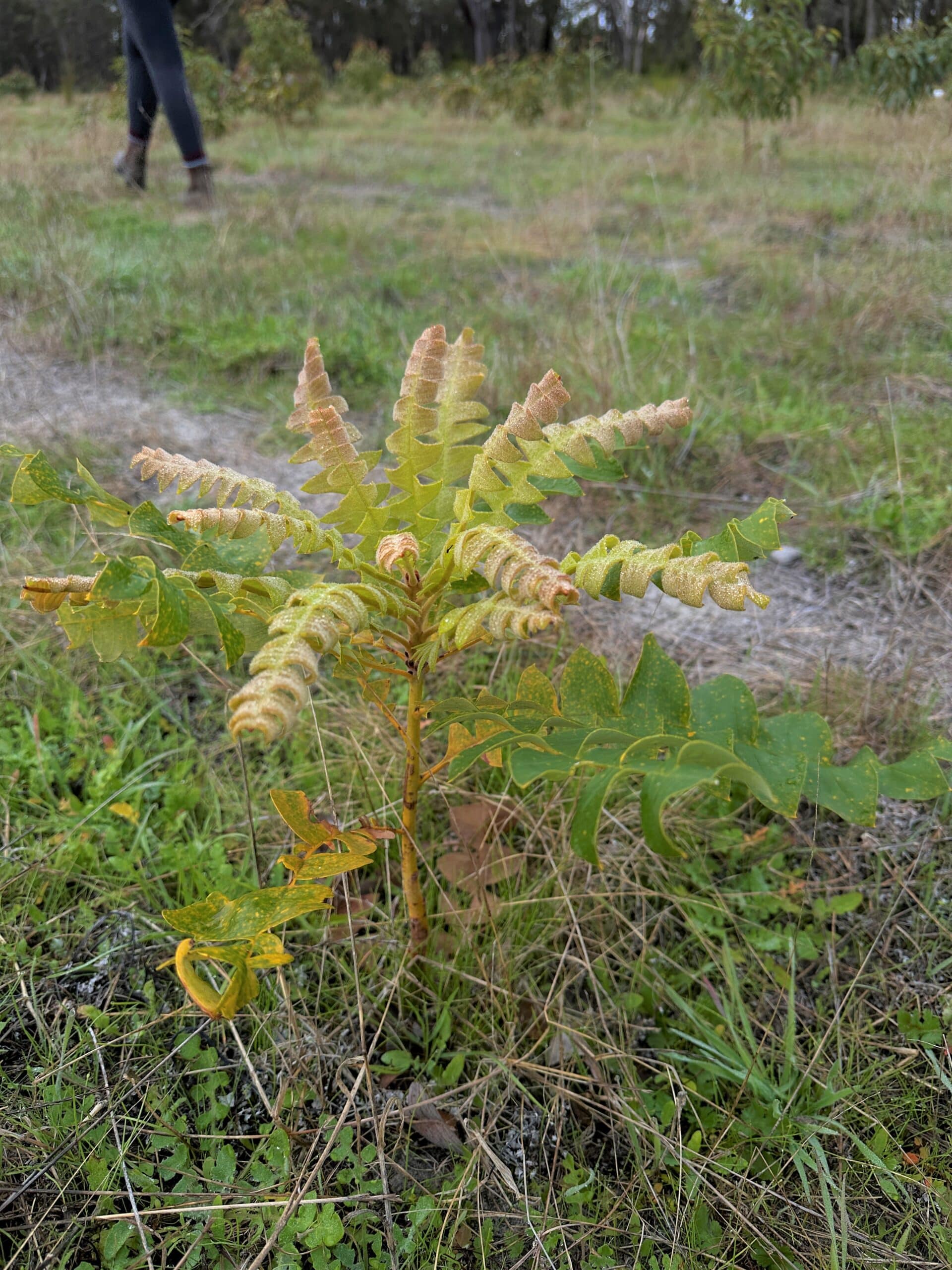 Close up of small tree