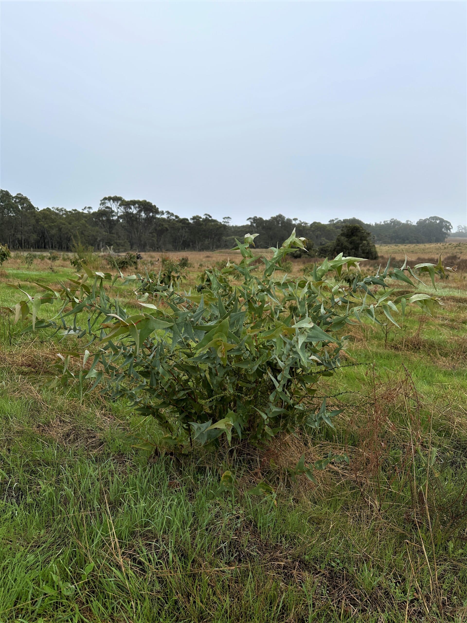 tree in planting row