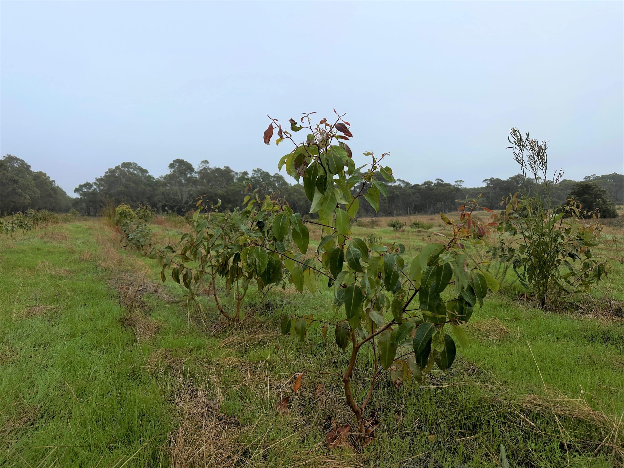 trees in planting row