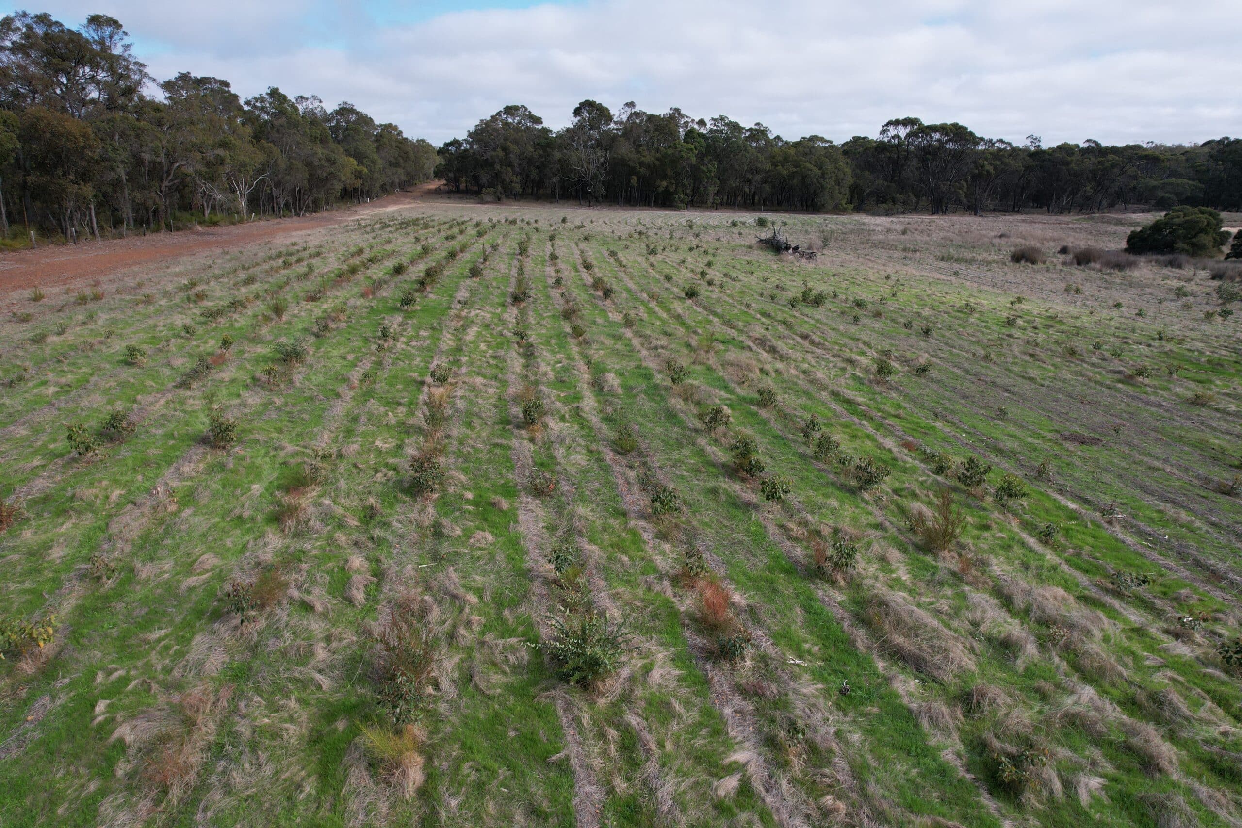 seedlings in planting rows