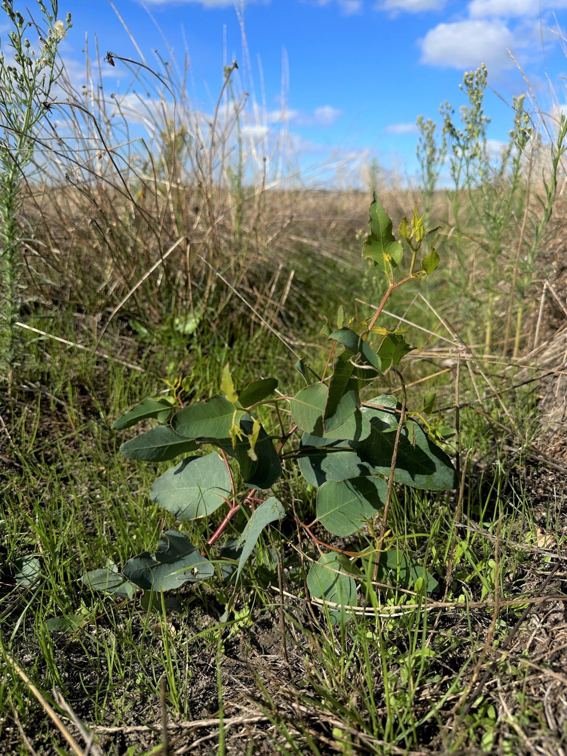 Healthy growing Eucalyptus seedling.
